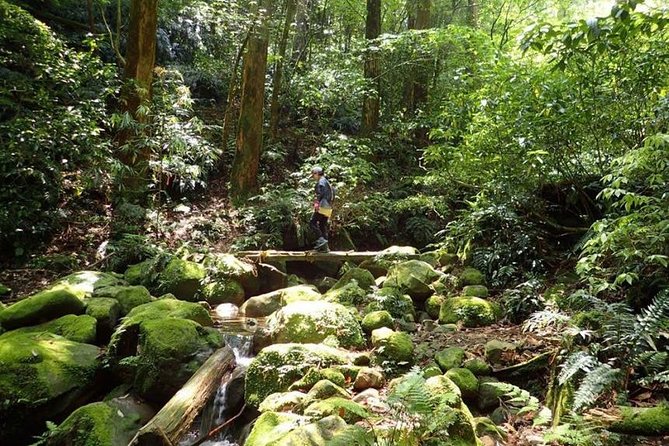 Miyazaki Valley Waterfall Hike - Wildlife Encounters