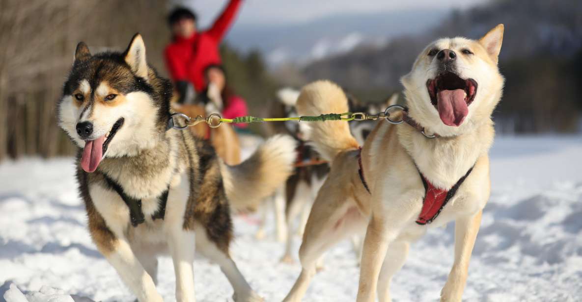 Mont-Tremblant: Dogsledding Experience - Participant Information