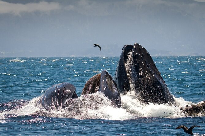 Monterey, California Family-Friendly Whale-Watching Boat Tour  - Monterey & Carmel - Traveler Reviews