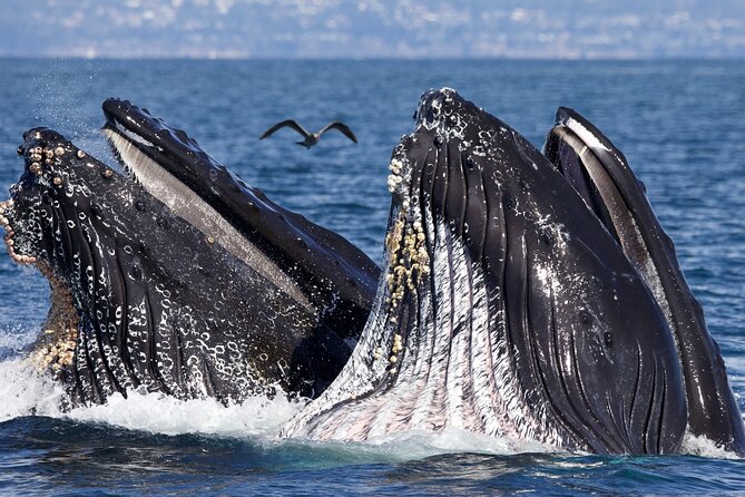 Monterey Small-Group Whale-Watching Tour  - Monterey & Carmel - Provider and Reviews