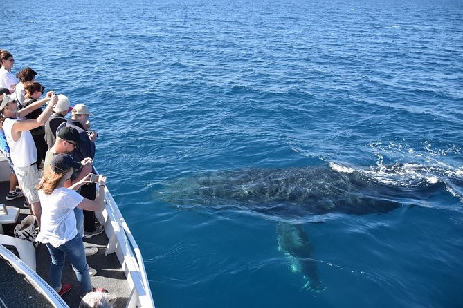 Mooloolaba Whale Watching Cruise - Meeting and Pickup Information