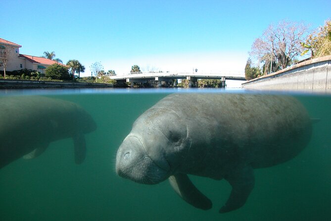 Morning Swim and Snorkel With Manatees-Guided Crystal River Tour - Logistics and Meeting Point