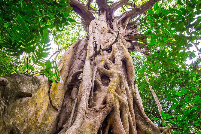 Mossman Gorge Adventure Day - Booking Information