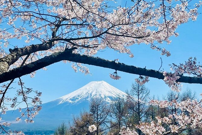 Mt. Fuji Cherry Blossom in Sakura Season Private Day Tour. - Booking Information