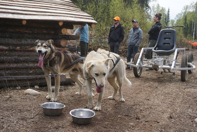 Mush Your Own Sled Dog Team (Summer/Fall Tour) - Tour Highlights