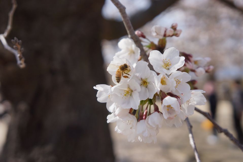 Nagano: 1-Day Snow Monkey & Cherry Blossom Tour in Spring - Cherry Blossom Season and Park Details