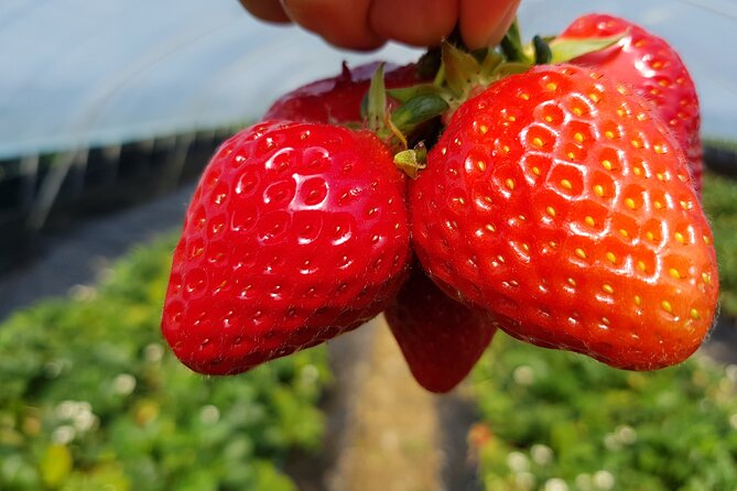 Nami Island & Strawberry Picking and Jam Making & Railbike - Cancellation Policy Details