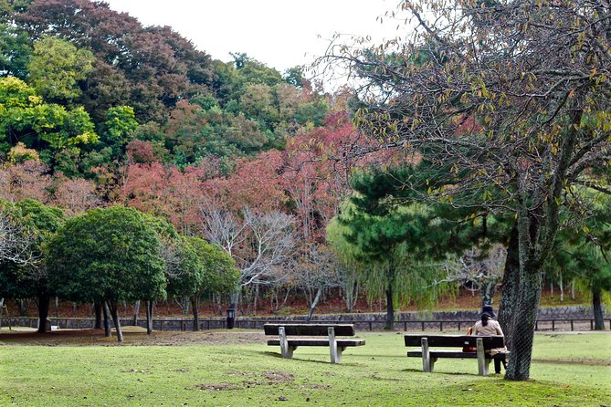 Nara Custom Half Day Tour - Tour Logistics