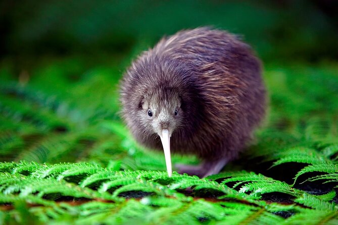 National Kiwi Hatchery - Kiwi Encounter Tour - Interactive Kiwi Burrow Exploration