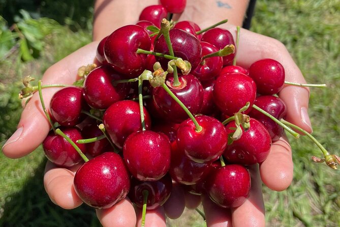 New South Wales Cherry Picking Tour - Viator Help Center