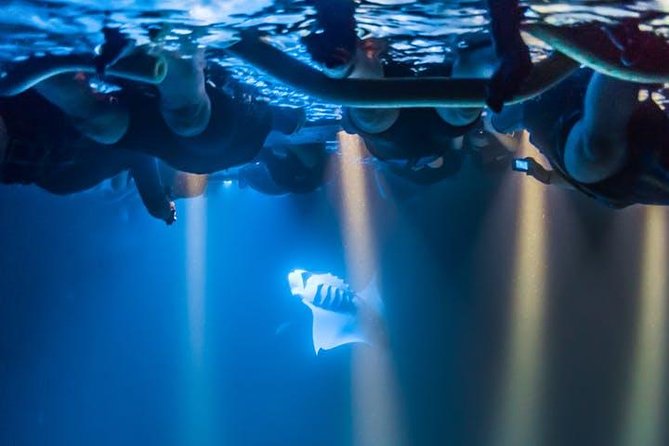 Night Manta Ray Experience - Unforgettable Memories & Souvenirs