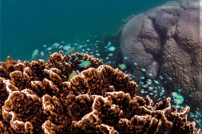 Ningaloo Reef Snorkel and Wildlife Adventure - Wildlife Encounters