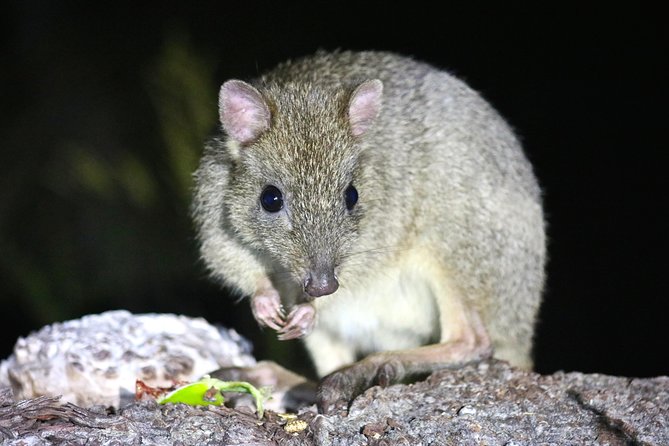 Nocturnal Wildlife Tour From Busselton or Dunsborough - Expert Guided Experience