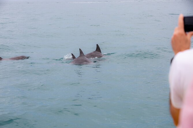 Noosa Small-Group Dolphin-Watching Tour  - Noosa & Sunshine Coast - Reviews and Recommendations