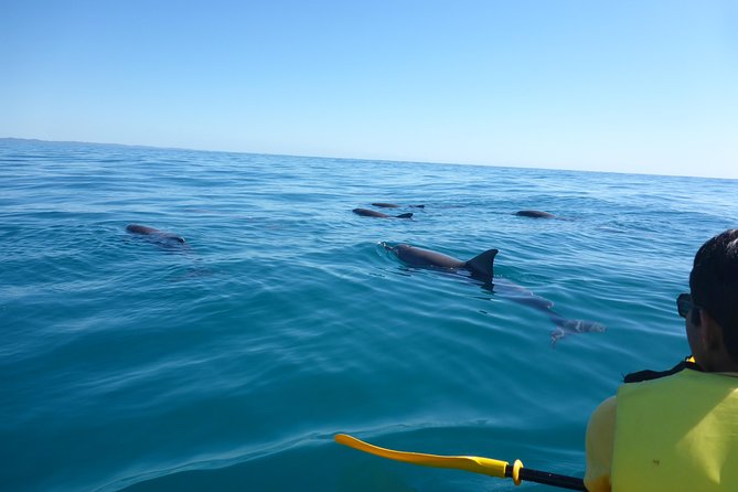 Noosa to Double Island Point Kayaking With Dolphins Day Trip  - Noosa & Sunshine Coast - Experience Highlights