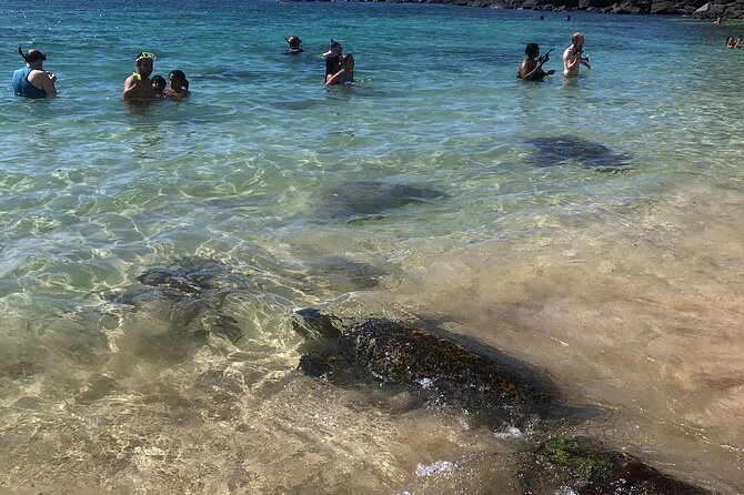North Shore / Waimea, Falls Day & Swim With Turtles - Tour Highlights and Activities