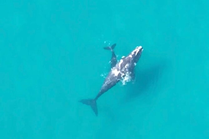 North Stradbroke Island - Scenic Flight & 4WD Ecotour With Lunch - Lunch Menu