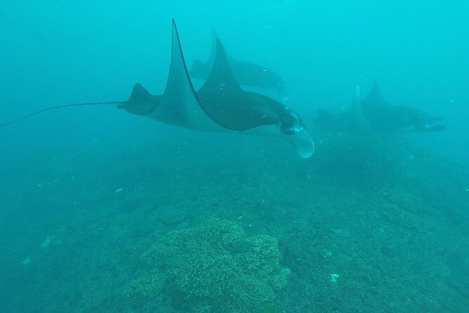 Nusa Lembongan and Penida Island 2-Dive Manta Ray Package  - Kuta - Experience Details