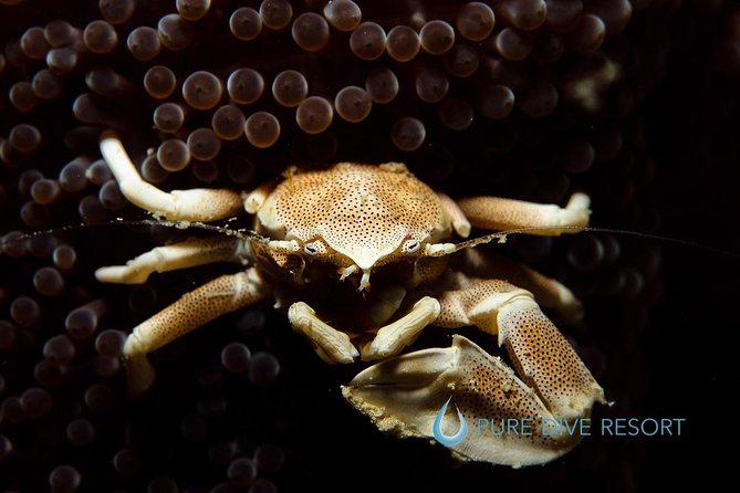 Nusa Penida Two Dives Trip for Certified Divers - Requirements and Policies for Participants