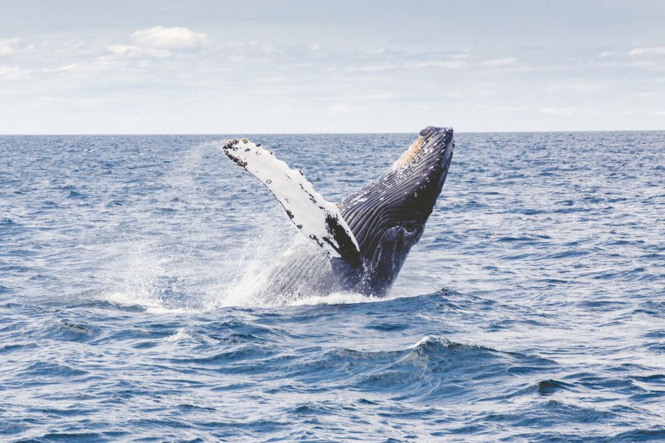 Oahu: Private Whale Watching Adventure - Location and Scenery