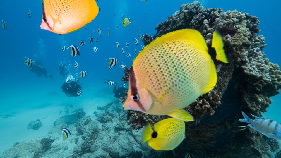 Oahu: Shallow Reef Scuba Dive for Certified Divers - Reef Dive Highlights