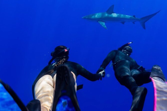 Oahu Shark Dive (No Cage) - Inclusions and Tour Details