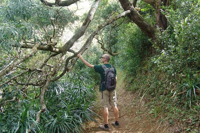 Oahu Volcanic Rainforest Hiking Adventure - Safety and Recommendations