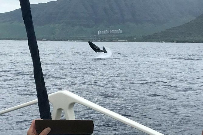 Oahu Whale-Watching Excursion - Meeting Point and Logistics