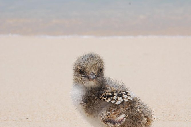 Ocean Spirit Sail to Michaelmas Cay Snorkel or Dive, From Cairns - Island Exploration and Activities