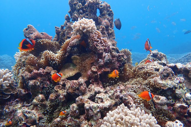 [Okinawa Miyako] Natural Aquarium! Tropical Snorkeling With Colorful Fish! - Reviews and Ratings