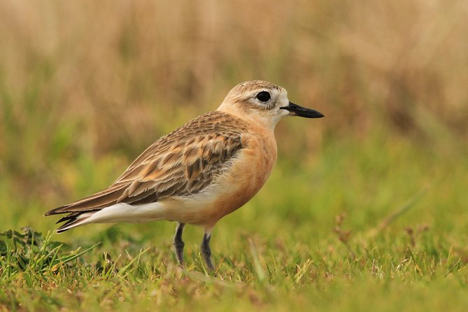 One Day Birding Adventure - Reviews