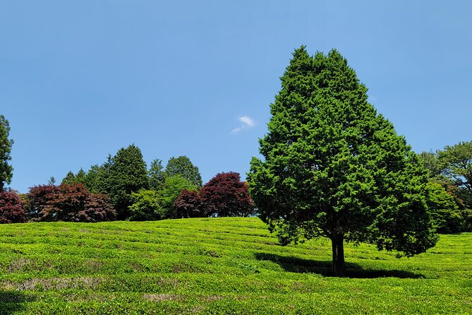 One Day Tour in Boseong Tea Plantation & Suncheon National Garden - Boseong Tea Plantation