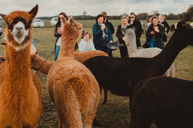 One-Hour Alpaca Meet-and-Greet on a Working Farm, Tomingley  - New South Wales - Additional Information