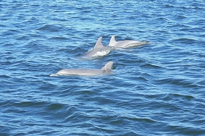 Orange Beach Dolphin Eco Boat Tour - Tour Highlights