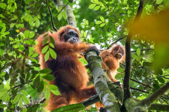 Orangutan Jungle Trek: 3 Day Adventure in Bukit Lawang, Sumatra - Sum Up