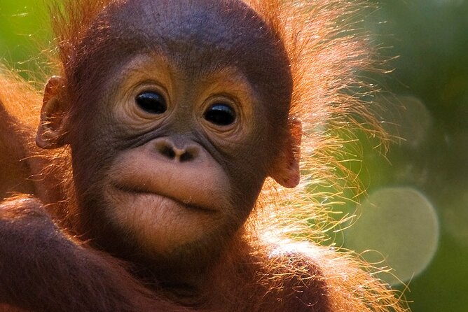 Orangutan Tour Tanjung Puting 3D2N - Sum Up