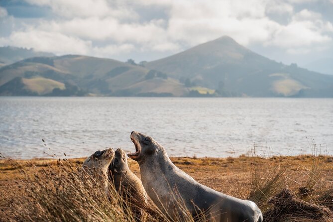 Otago Peninsula In-Depth Tour & Blue Penguins Pukekura Experience - Tour Experience