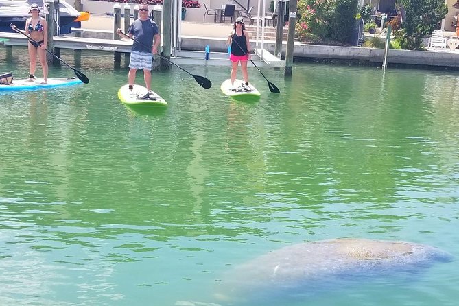 Paddleboard Tour Through Lido Mangrove Tunnels - Booking Information