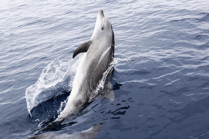 Panama City Beach Dolphin Sightseeing Sail - Customer Feedback