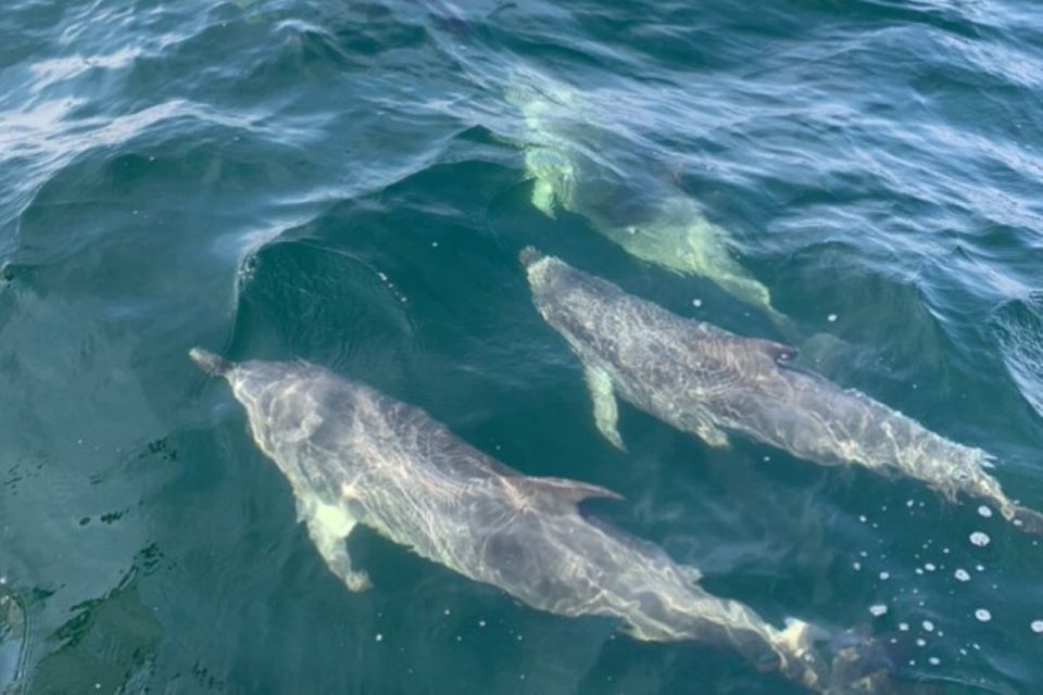 Pensacola Beach Sunset Dolphin Tour Private up to 6 Ppl - Booking Process