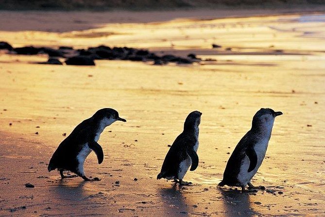 Phillip Island Penguin and Wildlife Tour - Additional Resources