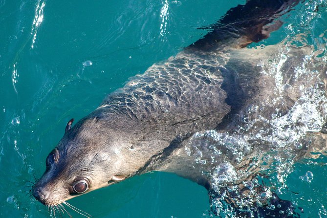 Phillip Island Seal-Watching Cruise - Important Reminders