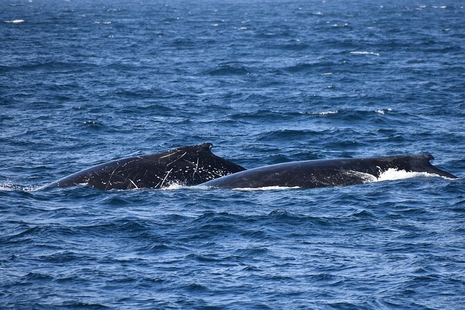 Phillip Island Whale & Dolphin Watching Cruise: San Remo  - Mornington Peninsula - Itinerary Highlights