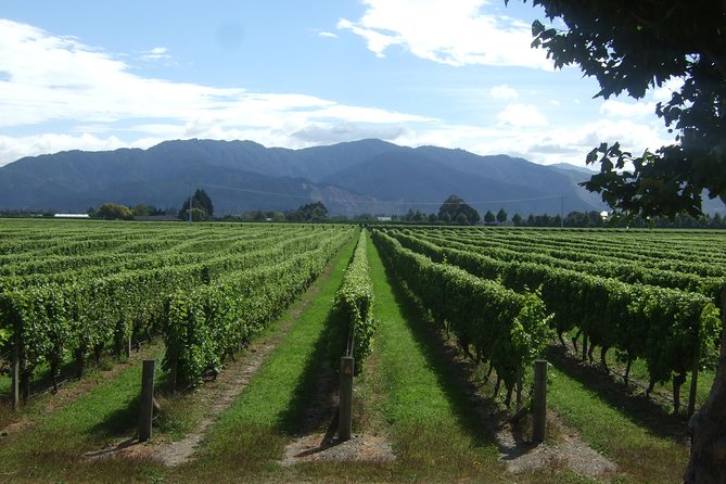 Picton CRUISE SHIP Shore Excursion Marlborough Wine Tour - Cancellation Policy