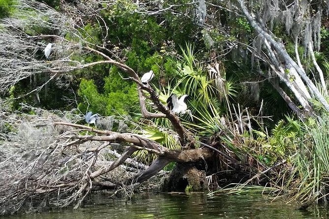 Plantations Kings Bay Scenic Cruise - Logistics