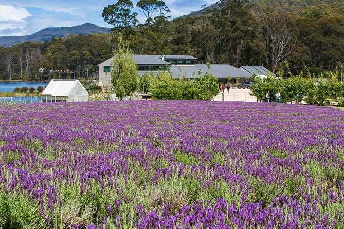 Port Arthur Shuttle and Tasman Sights Tour - Site Visits and Activities