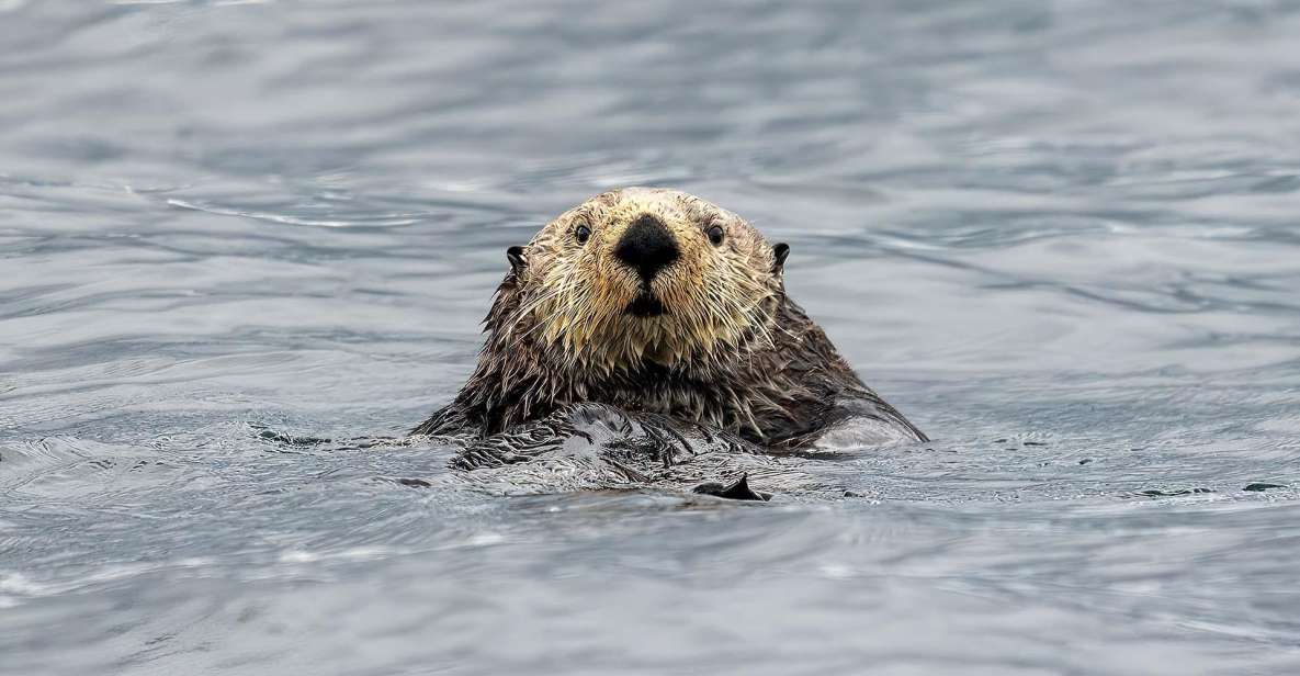 Port Hardy: Sea Otter and Whale Watching - Location Information