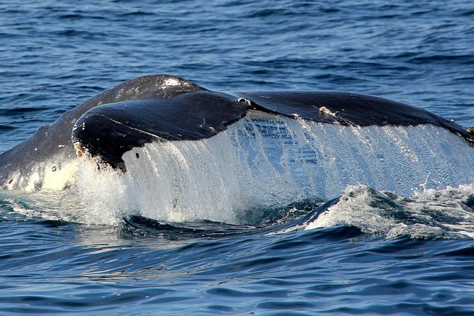 Port Stephens 3 Hour Whale and Dolphin Watch Cruise - Cancellation Policy