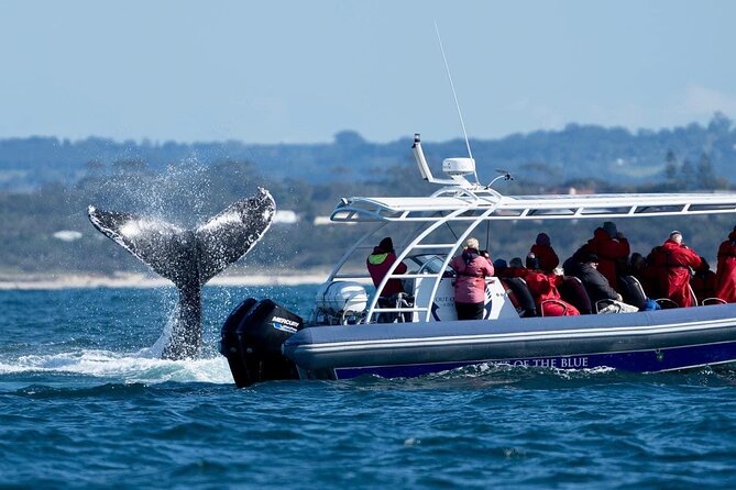 Premier Whale Watching Byron Bay - Reviews and Recommendations