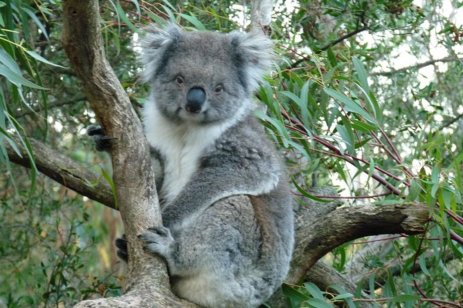 Premium Phillip Island Penguin Parade Tour With Koala Conservation Reserve - Experience Highlights and Disconnecting